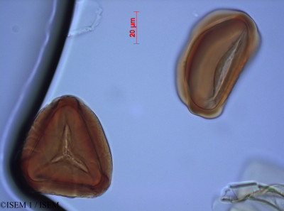 ISEM 1/Jamesonia_cinnamomea_82081/Jamesonia_cinnamomea_82081_0001(copy)_thumb.jpg